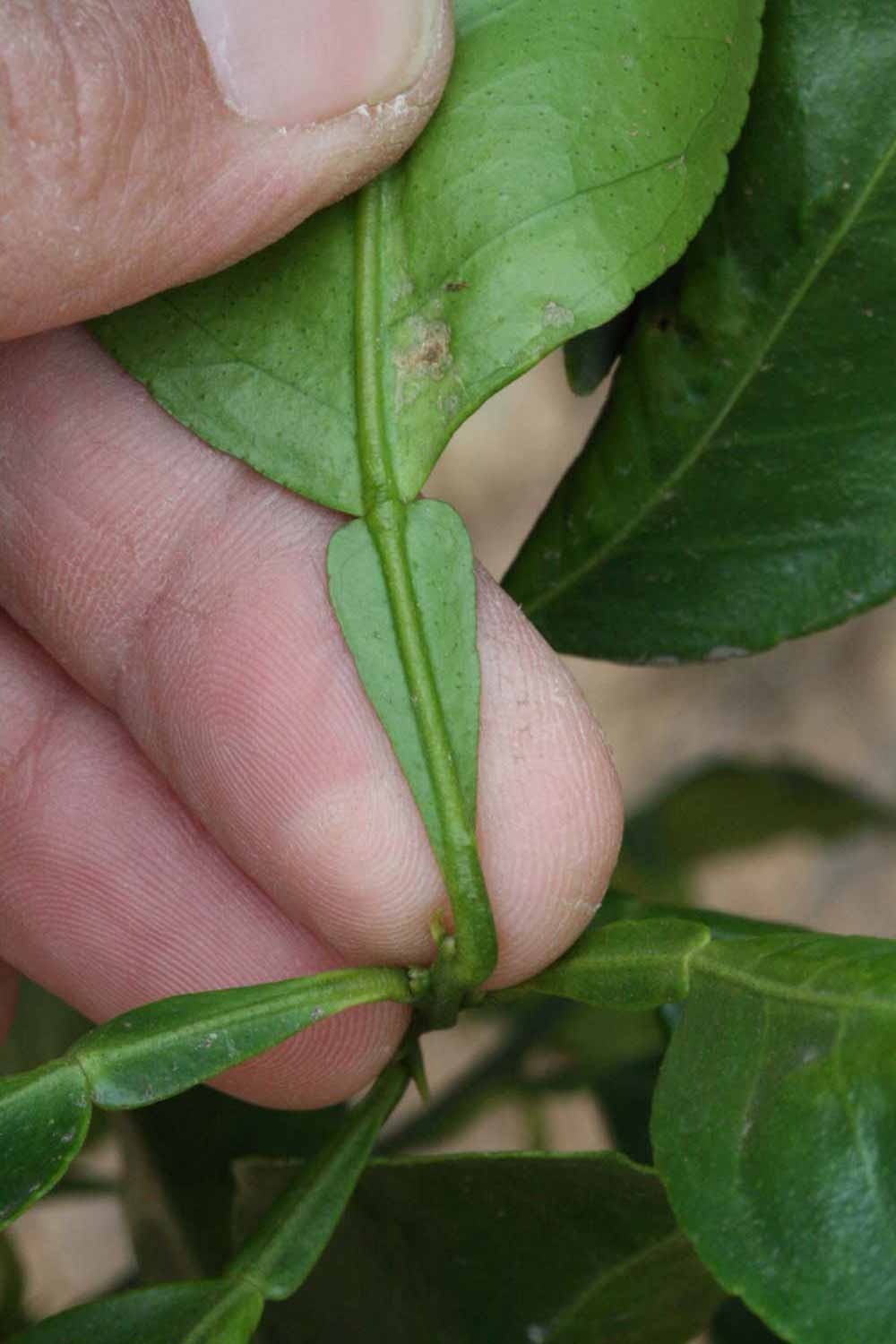              Petiole (Riverside, CA)       